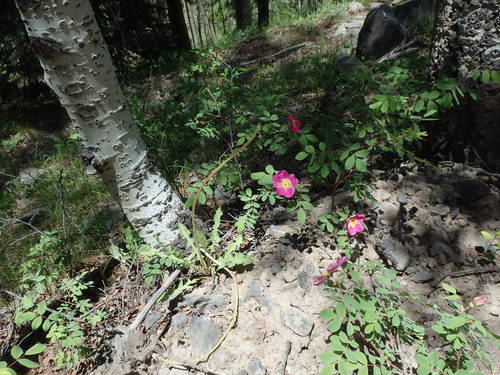 GDMBR: Wild Roses are aromatic.